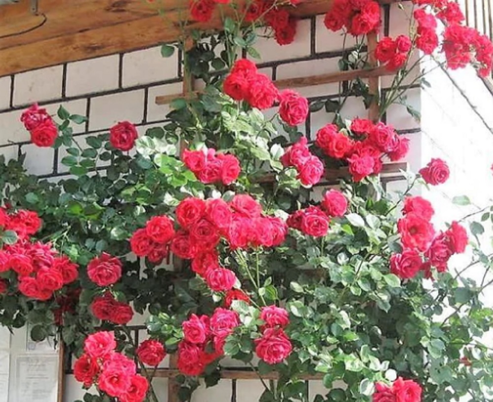 Famous Roses